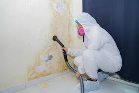 Professional Mold Removal in Selinsgrove, PA